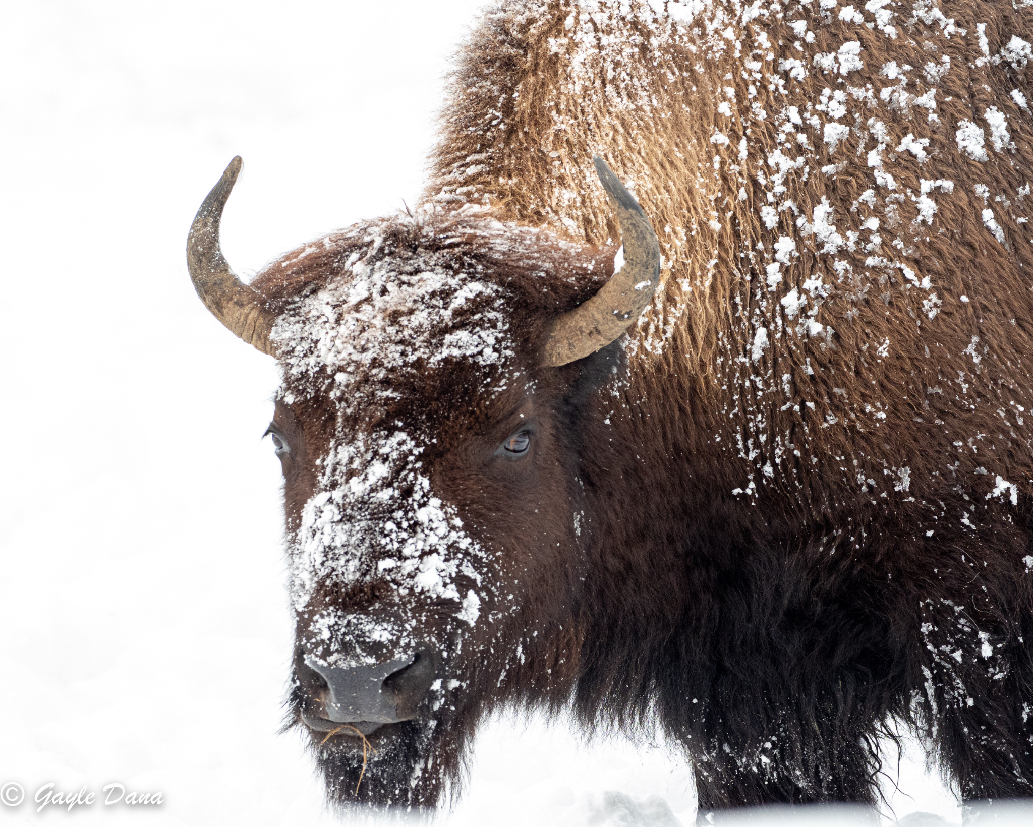 Bison